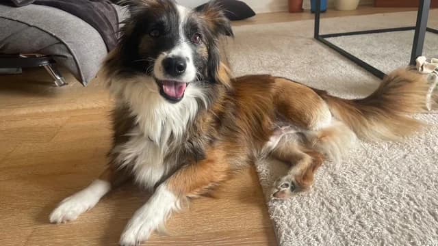 Wusel, braun male 5yo Mixed Breed for adoption at Ein Herz für Streuner e.V., München