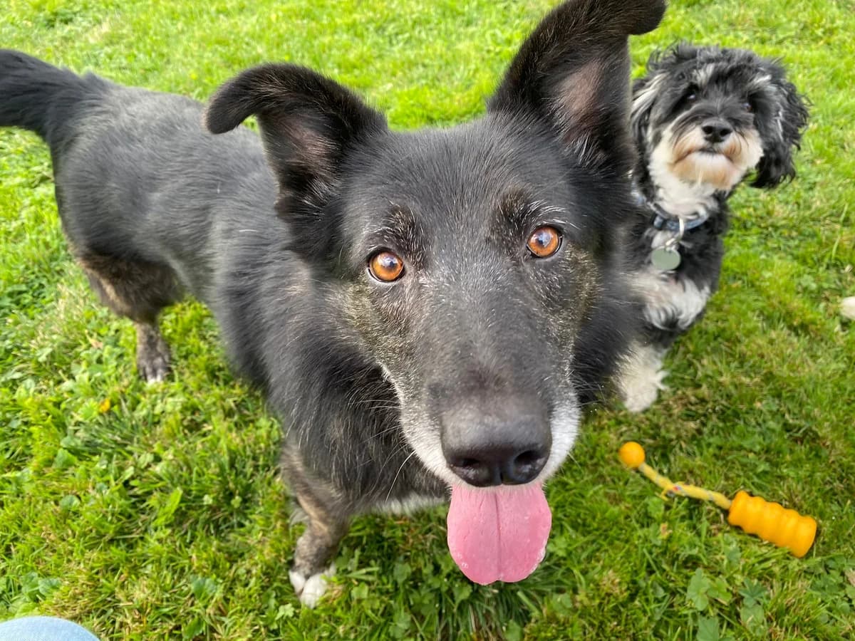 Xanti, male 5yo Mixed Breed for adoption at Ein Herz für Streuner e.V., München