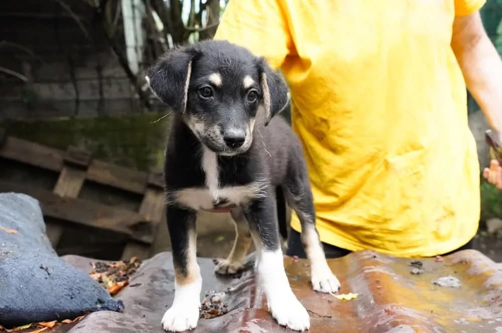 Xaver, weiß male puppy Mixed Breed for adoption at Ein Herz für Streuner e.V., München