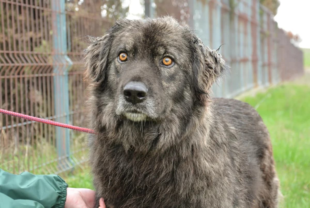 Xaver, male 5yo Mixed Breed for adoption at Ein Herz für Streuner e.V., München
