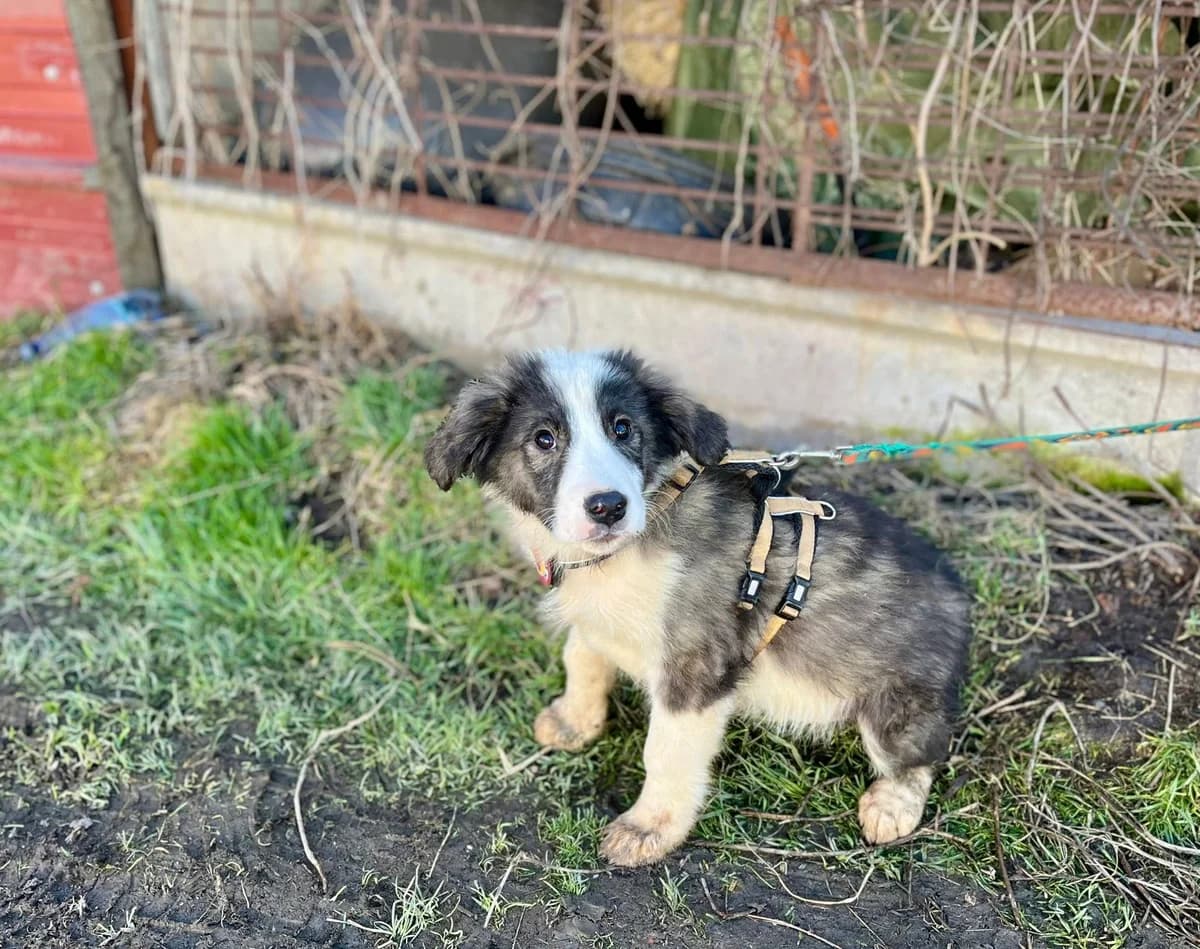 Xavi, grau male puppy Mixed Breed for adoption at Ein Herz für Streuner e.V., München