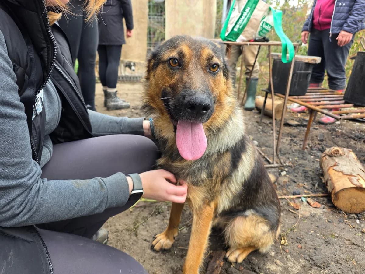 Xena, female 5yo Mixed Breed for adoption at Ein Herz für Streuner e.V., München