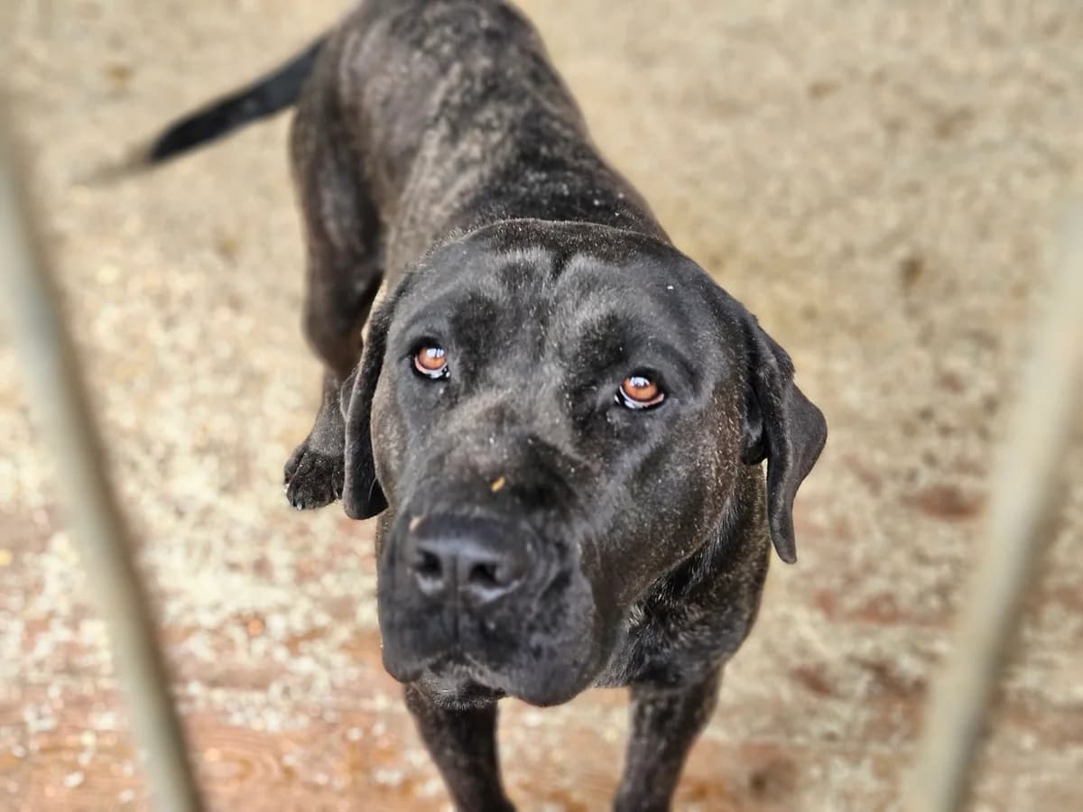 Xena, female 4yo Mixed Breed for adoption at Ein Herz für Streuner e.V., München