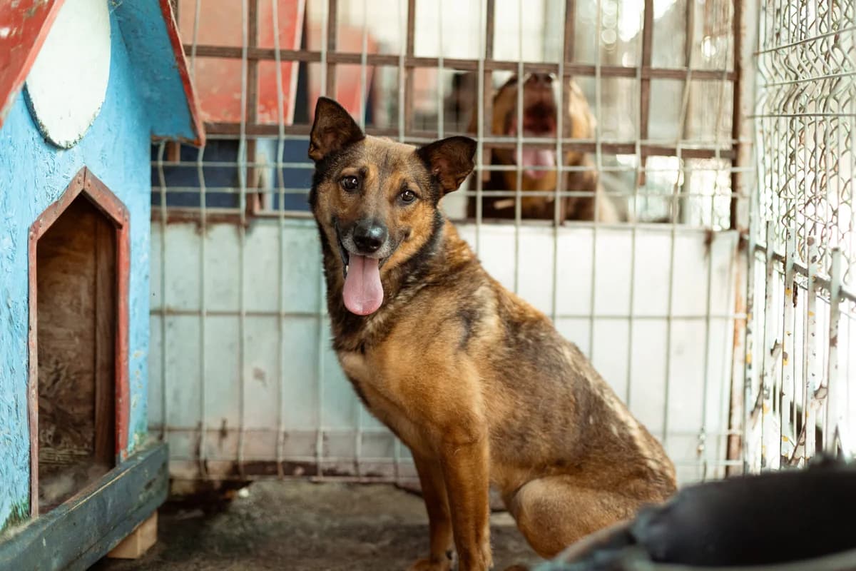 Xena, female 5yo Mixed Breed for adoption at Ein Herz für Streuner e.V., München