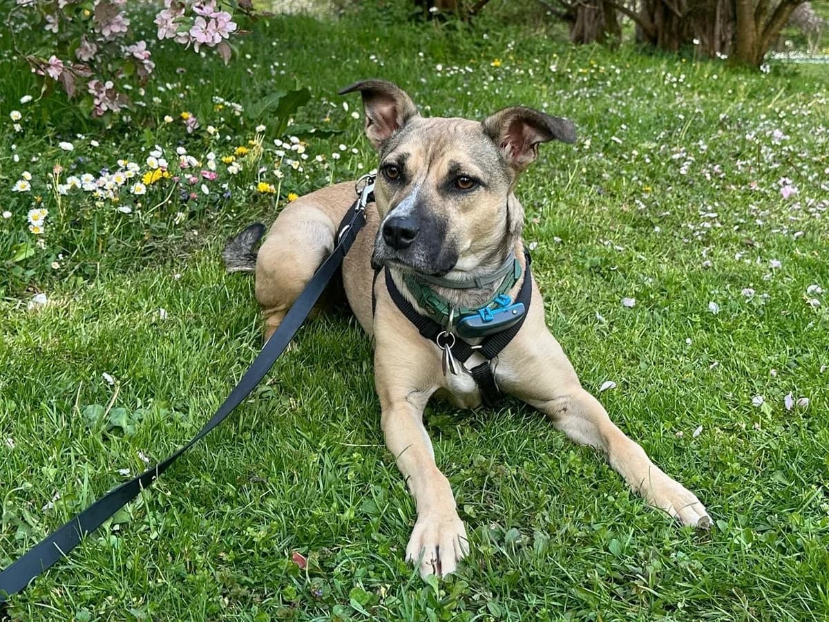 Xenia, female 5yo Mixed Breed for adoption at Ein Herz für Streuner e.V., München