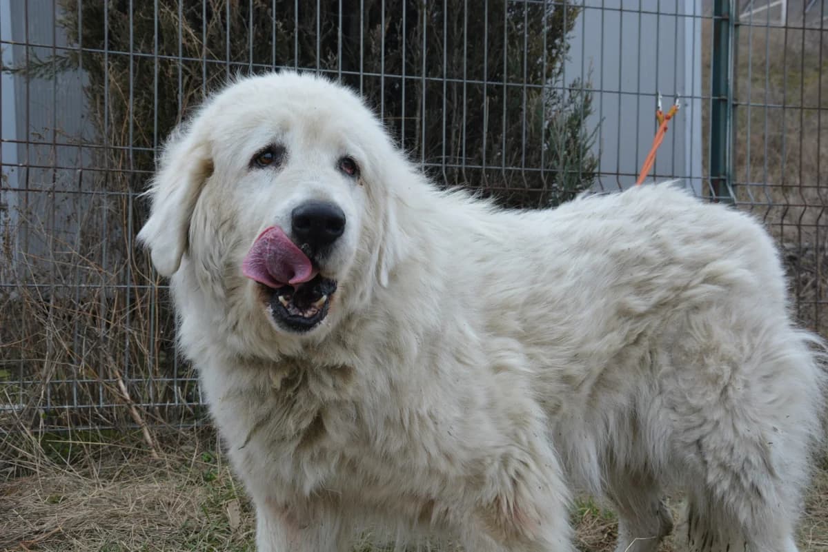 Xenia, female senior Mixed Breed for adoption at Ein Herz für Streuner e.V., München