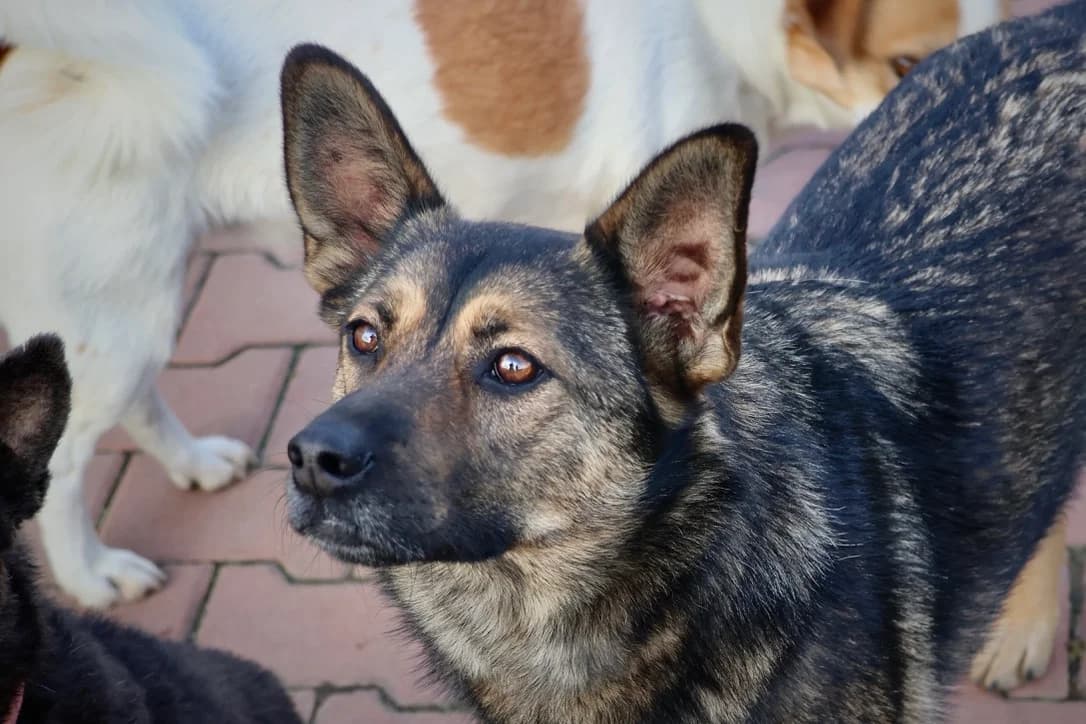 Yaila, female 5yo Mixed Breed for adoption at Ein Herz für Streuner e.V., München