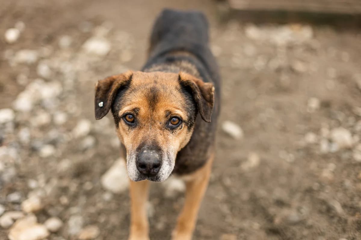 Yakari, male senior Mixed Breed for adoption at Ein Herz für Streuner e.V., München