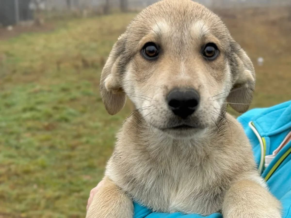 Yakari, braun male puppy Mixed Breed for adoption at Ein Herz für Streuner e.V., München