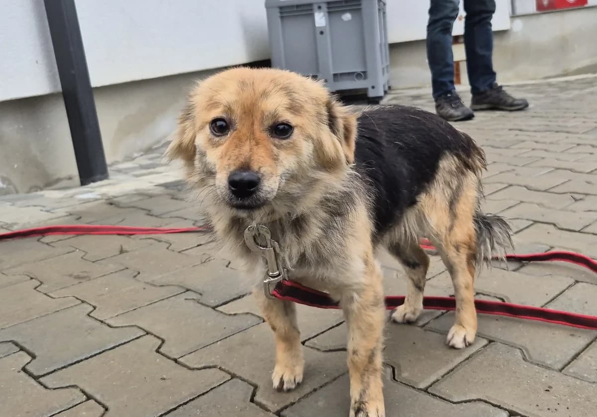 Yakira, female young Mixed Breed for adoption at Ein Herz für Streuner e.V., München