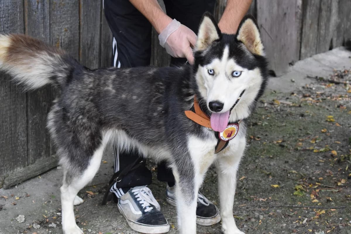 Yakumi, female 5yo Mixed Breed for adoption at Ein Herz für Streuner e.V., München