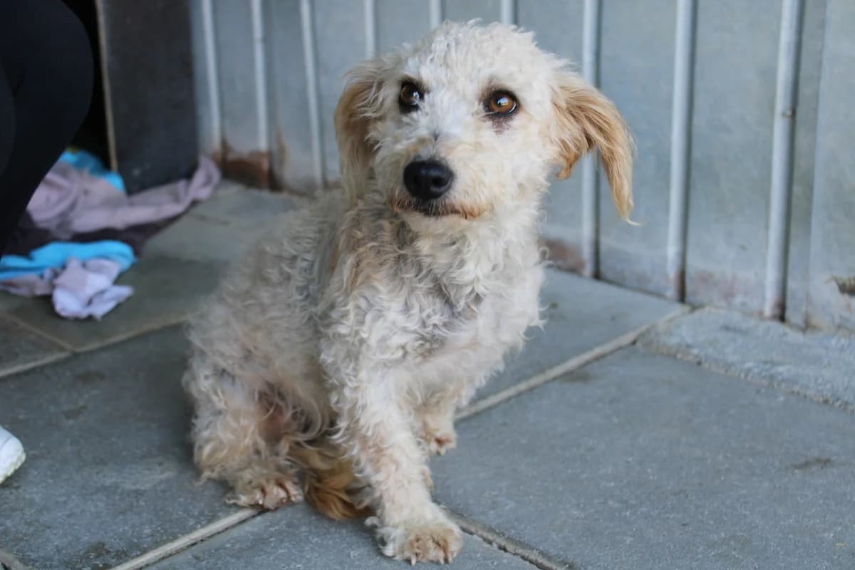 Yala, female young Mixed Breed for adoption at Ein Herz für Streuner e.V., München