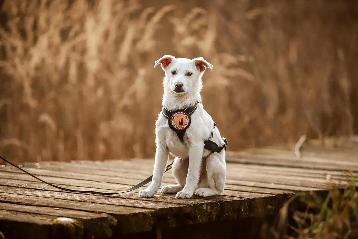 Yamir, male puppy Mixed Breed for adoption at Ein Herz für Streuner e.V., München