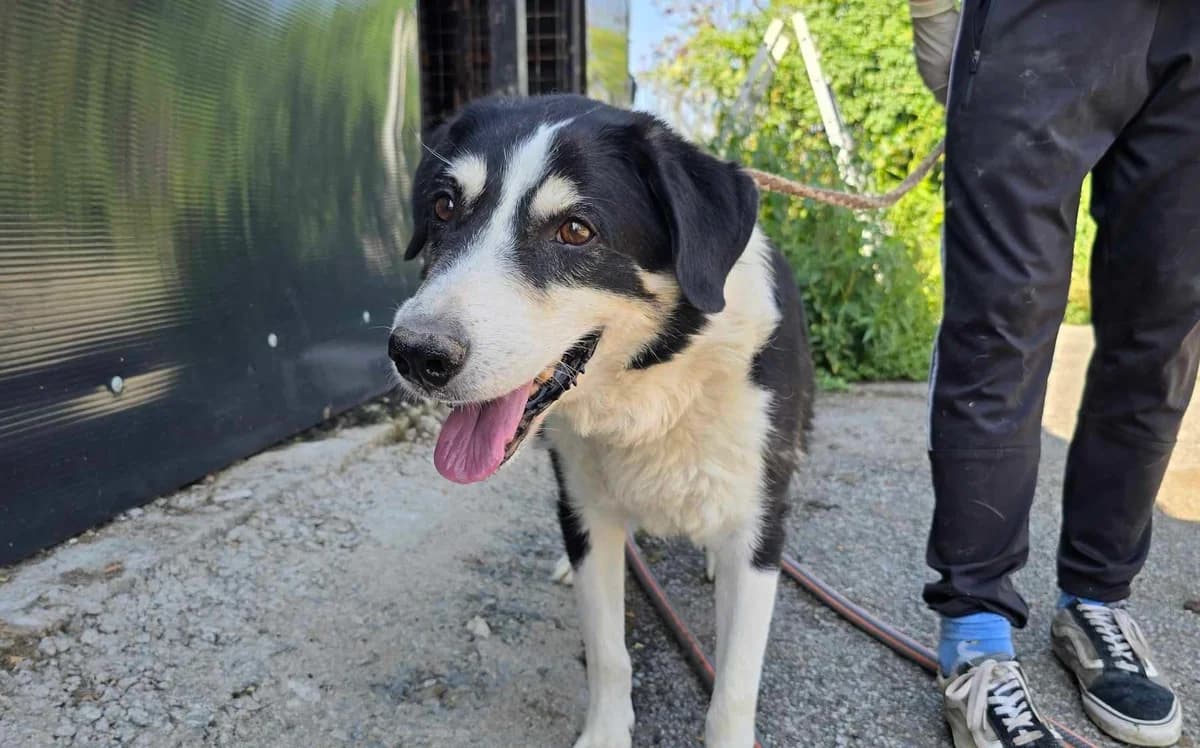 Yanis, tricolor male 7yo Mixed Breed for adoption at Ein Herz für Streuner e.V., München