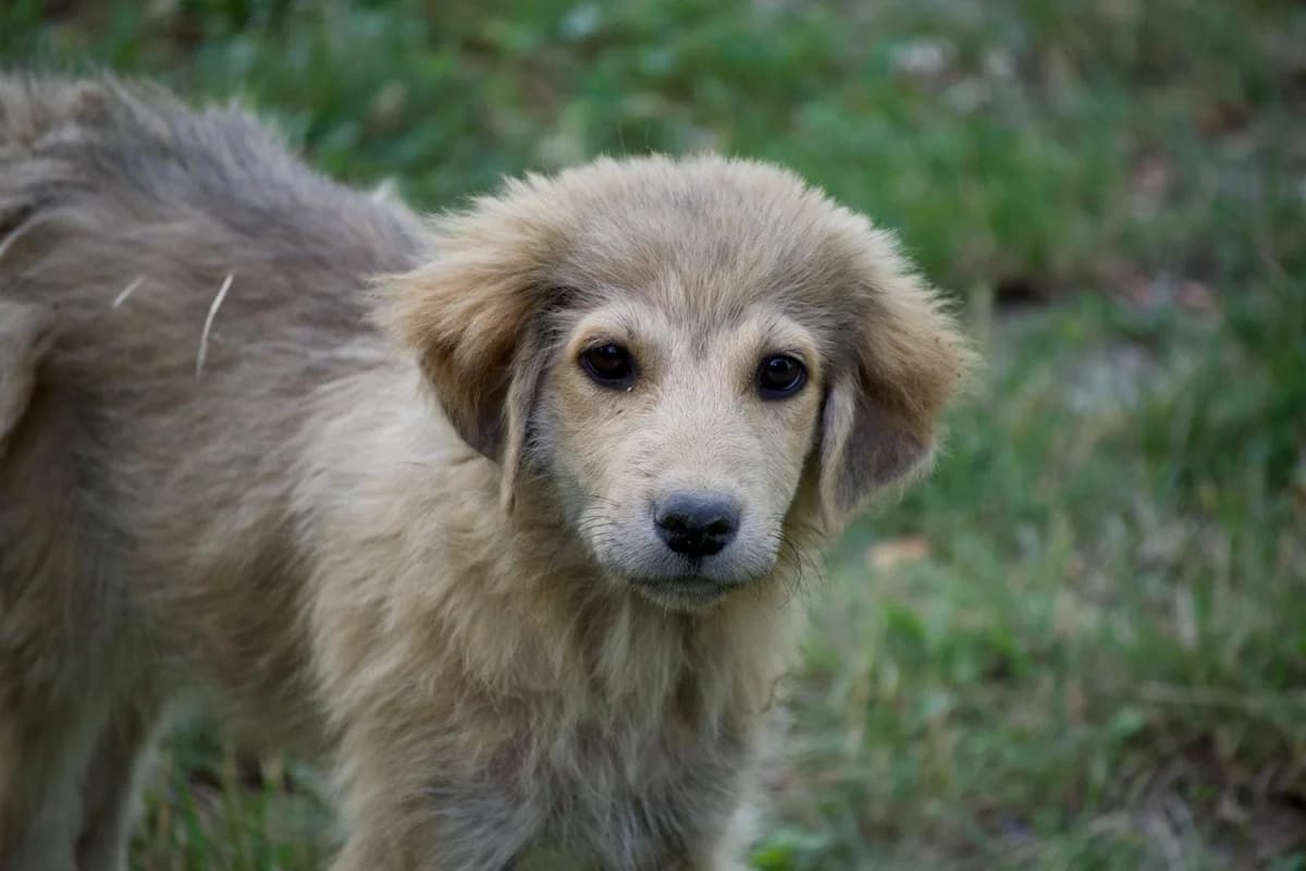 Yanka, beige female puppy Mixed Breed for adoption at Ein Herz für Streuner e.V., München