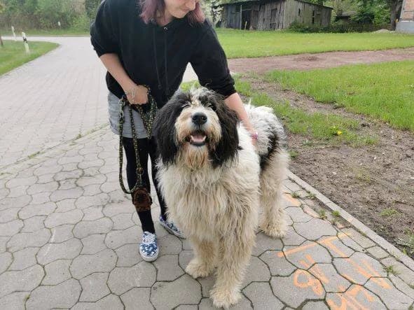 Yankee, male 5yo Mixed Breed for adoption at Ein Herz für Streuner e.V., München
