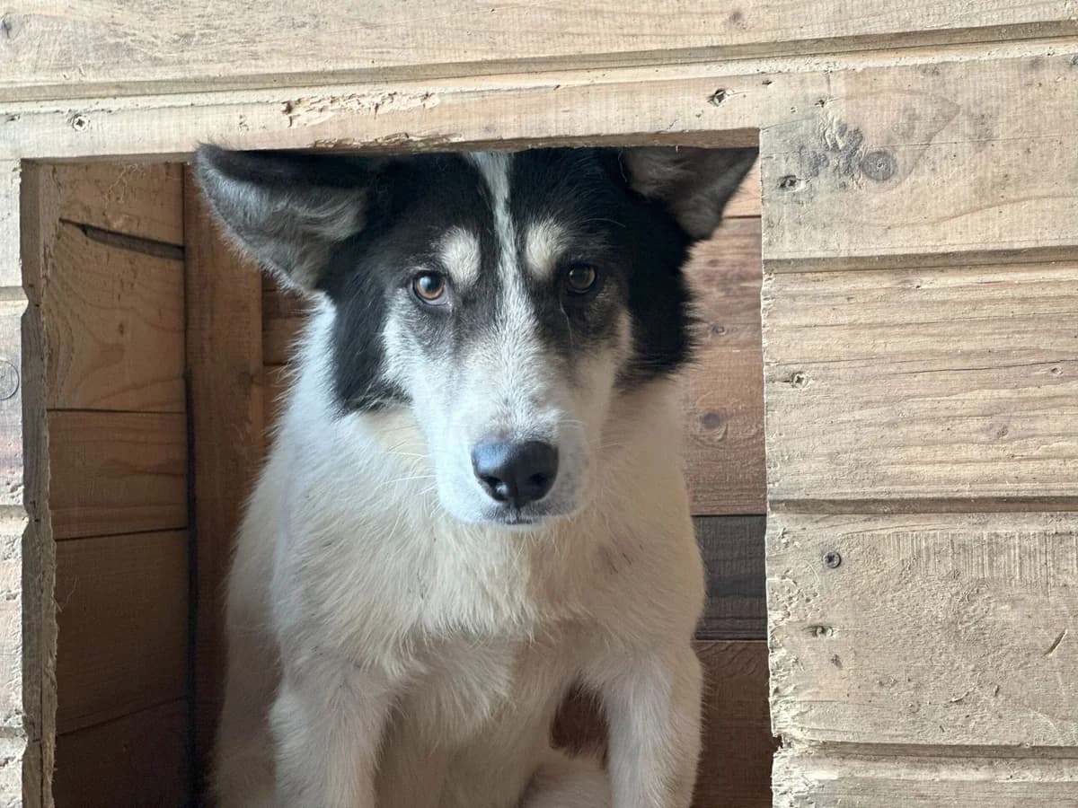 Yanni, weiß female 5yo Mixed Breed for adoption at Ein Herz für Streuner e.V., München