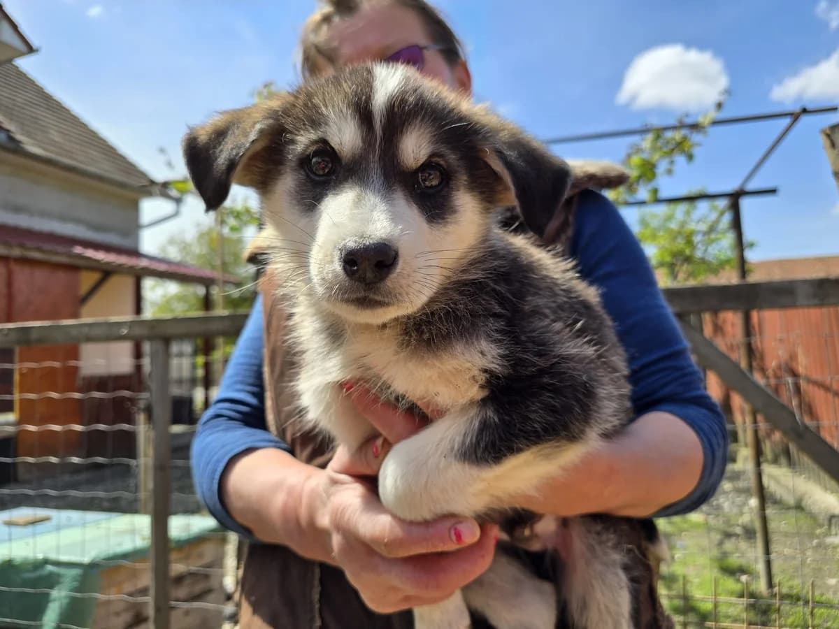 Yannik, male puppy Mixed Breed for adoption at Ein Herz für Streuner e.V., München