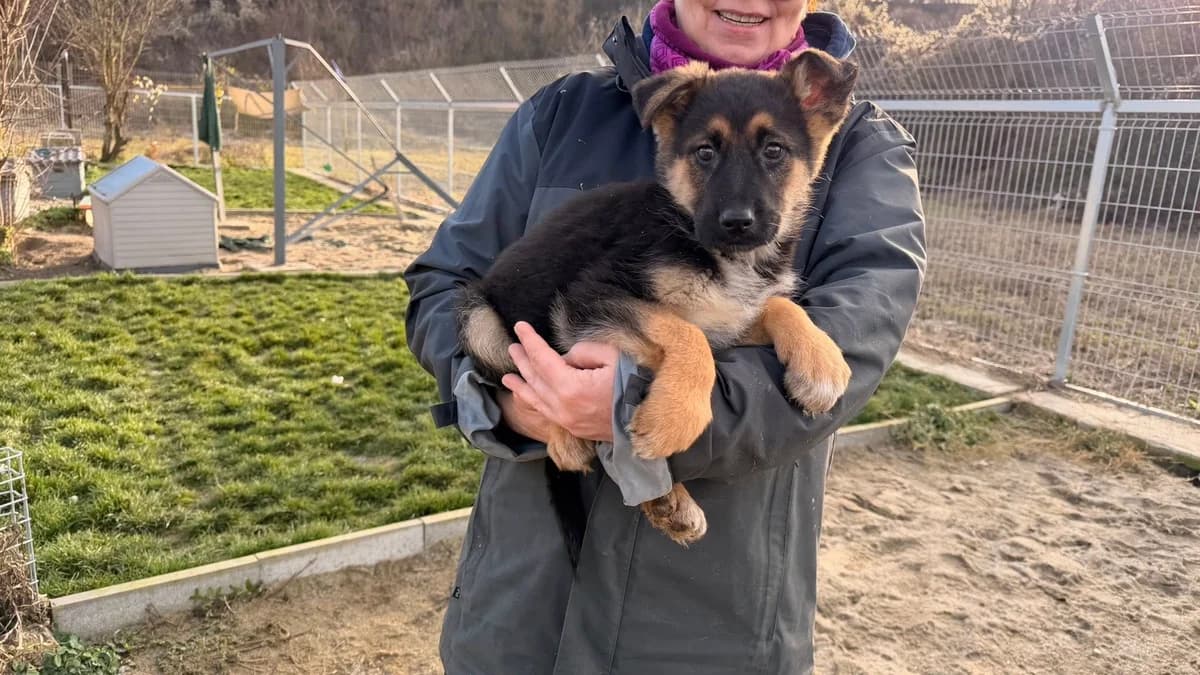 Yano, male puppy Mixed Breed for adoption at Ein Herz für Streuner e.V., München