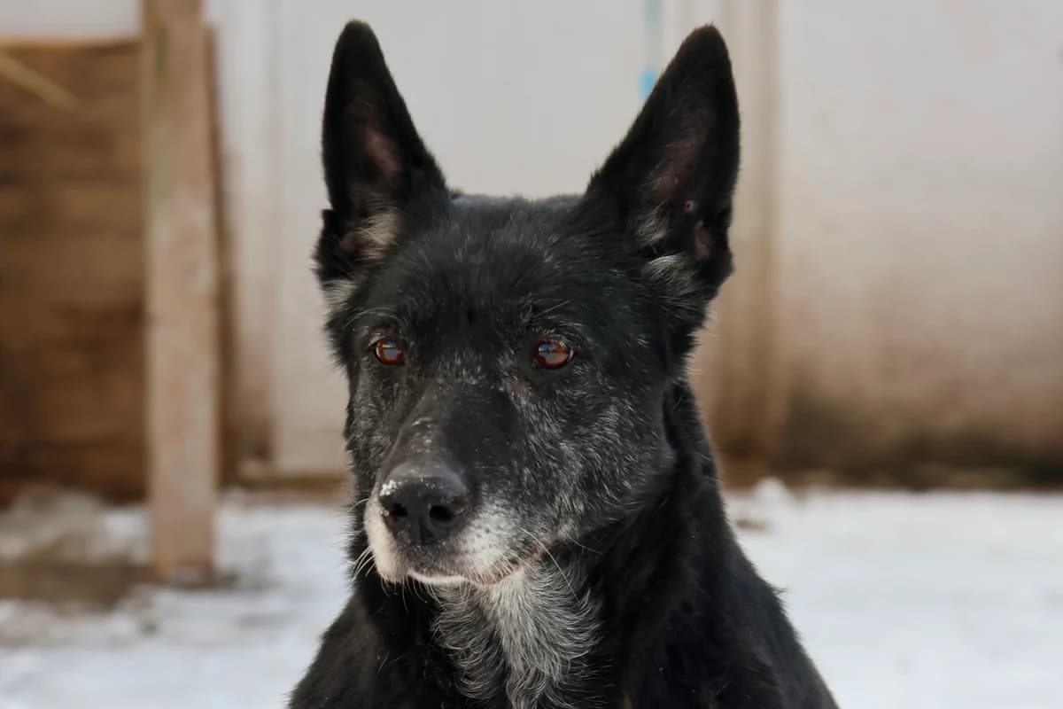 Yara, weiß female senior Mixed Breed for adoption at Ein Herz für Streuner e.V., München