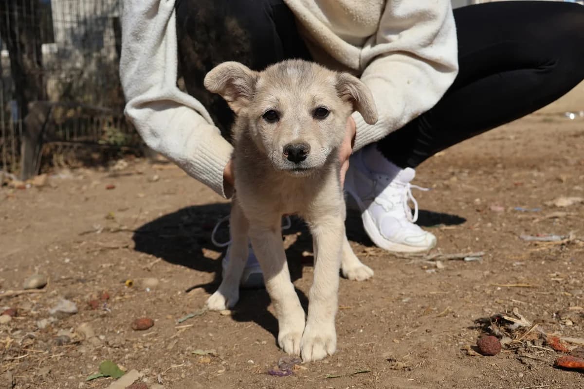 Yara, female puppy Mixed Breed for adoption at Ein Herz für Streuner e.V., München
