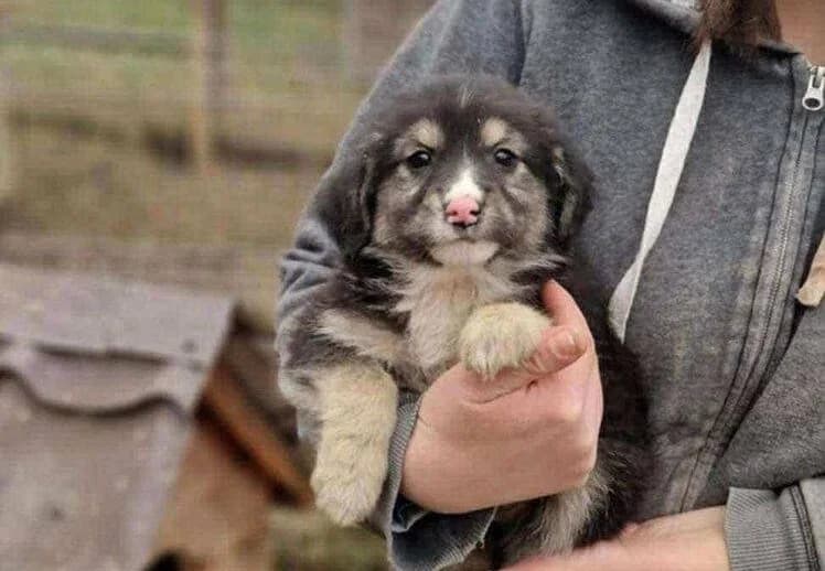 Yara, female puppy Mixed Breed for adoption at Ein Herz für Streuner e.V., München