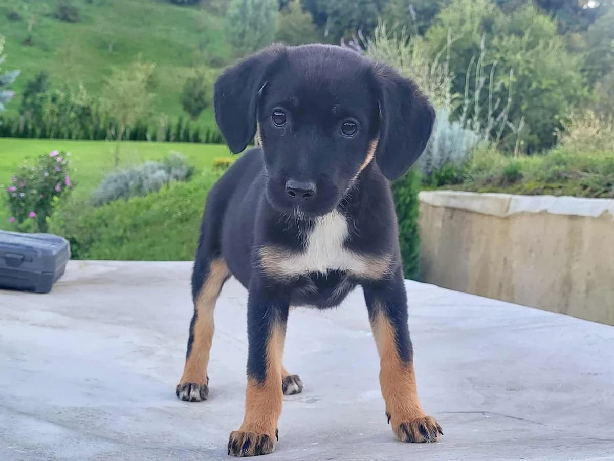 Yara, schwarz female puppy Mixed Breed for adoption at Ein Herz für Streuner e.V., München