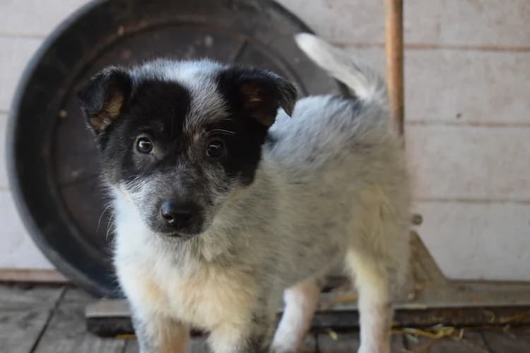 Yara, female puppy Mixed Breed for adoption at Ein Herz für Streuner e.V., München