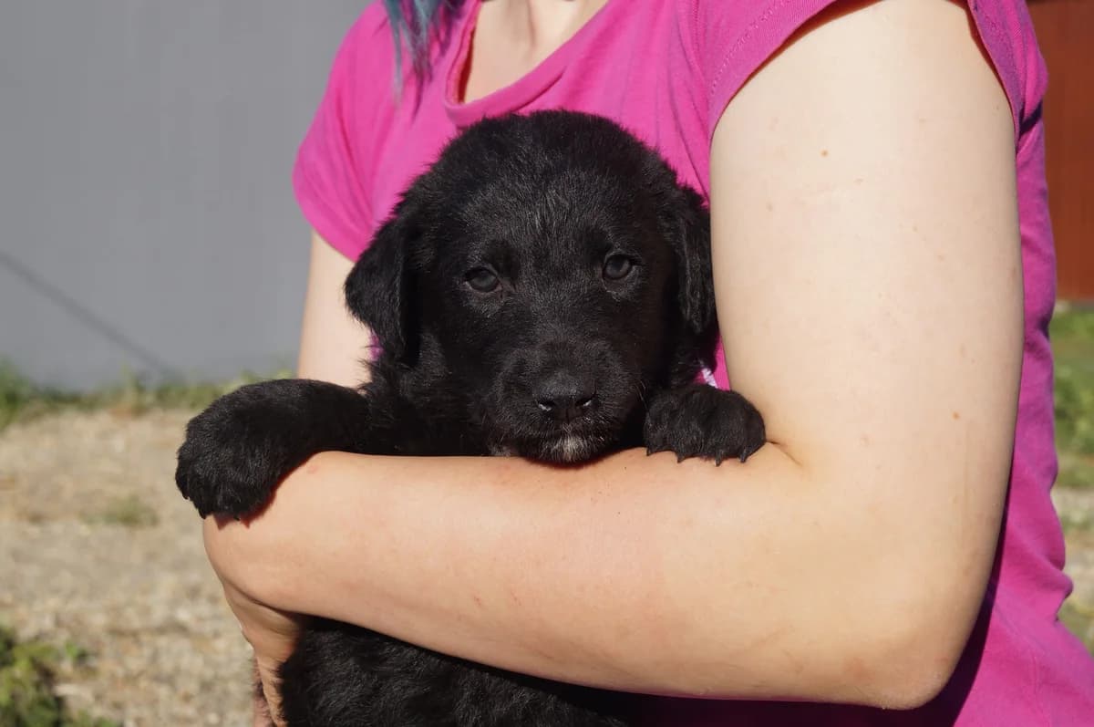 Yari, male puppy Mixed Breed for adoption at Ein Herz für Streuner e.V., München