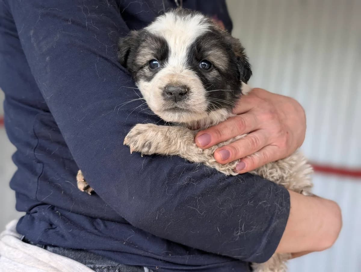 Yari, weiß male puppy Mixed Breed for adoption at Ein Herz für Streuner e.V., München