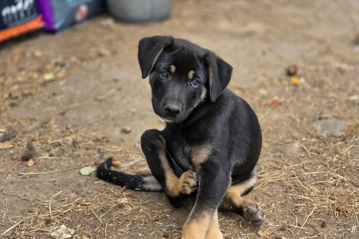 Yari, male puppy Mixed Breed for adoption at Ein Herz für Streuner e.V., München