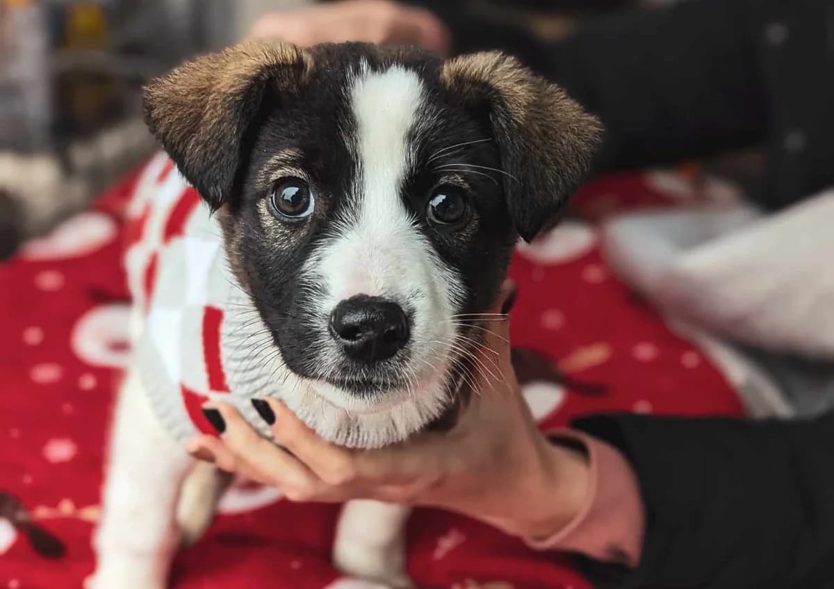 Yaskja, weiß female puppy Mixed Breed for adoption at Ein Herz für Streuner e.V., München