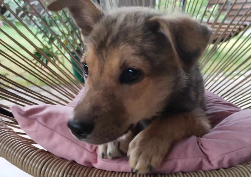 Yasko, hellbraun male puppy Mixed Breed for adoption at Ein Herz für Streuner e.V., München
