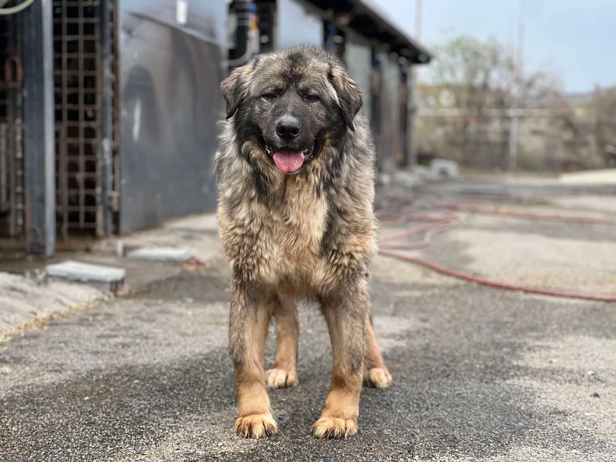 Yasper, male 5yo Mixed Breed for adoption at Ein Herz für Streuner e.V., München