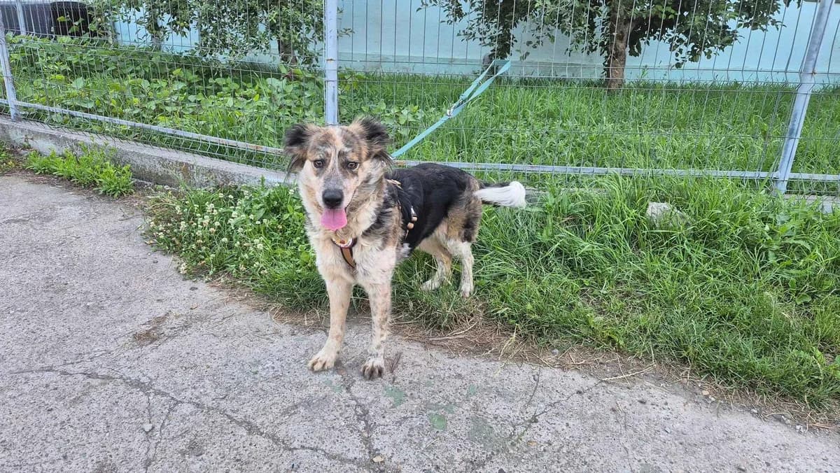 Yayoi, female 5yo Mixed Breed for adoption at Ein Herz für Streuner e.V., München