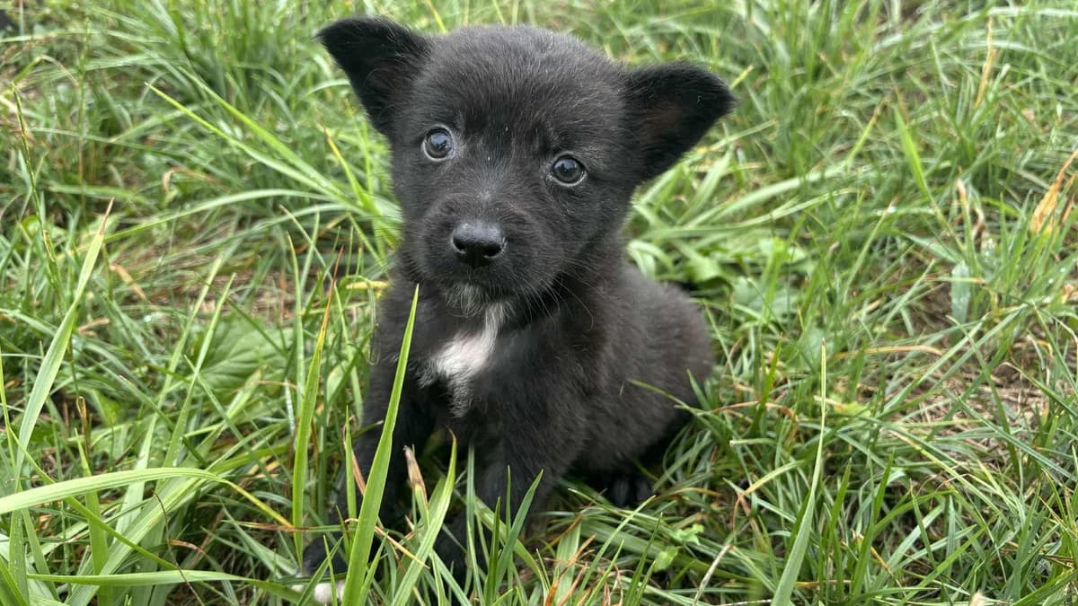 Yazoo, weiß male puppy Mixed Breed for adoption at Ein Herz für Streuner e.V., München