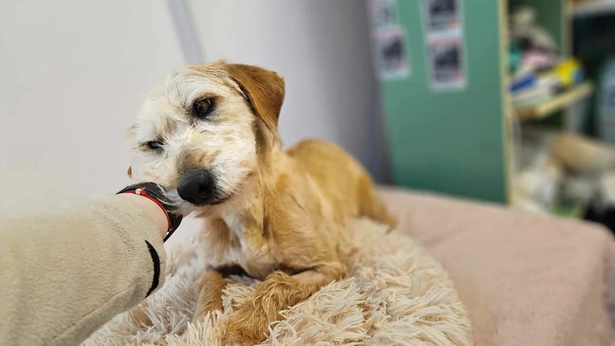 Yellow, female young Mixed Breed for adoption at Ein Herz für Streuner e.V., München