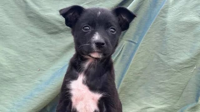 Yessa, Mixed Breed for adoption at Ein Herz für Streuner e.V., München