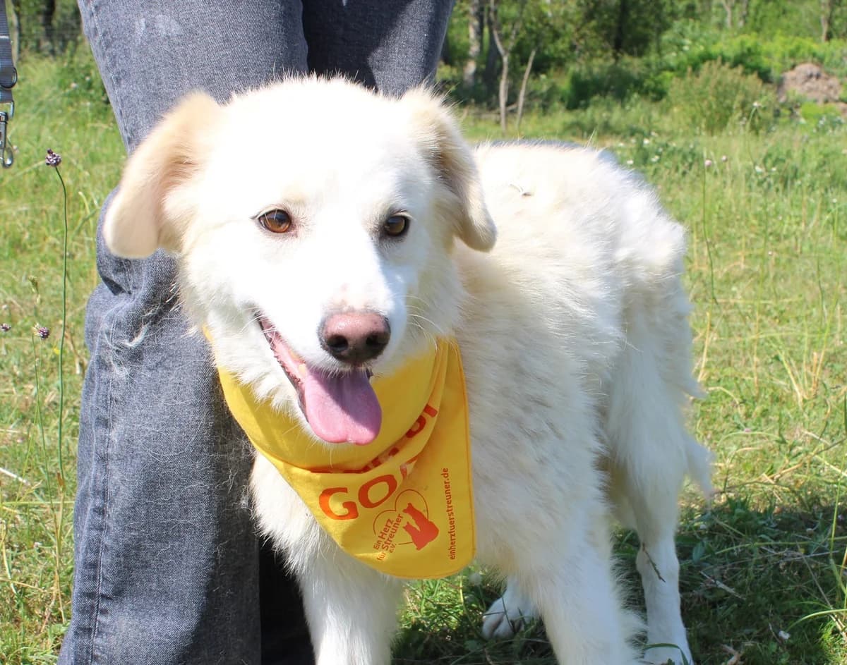 Yeti, weiß male 5yo Mixed Breed for adoption at Ein Herz für Streuner e.V., München