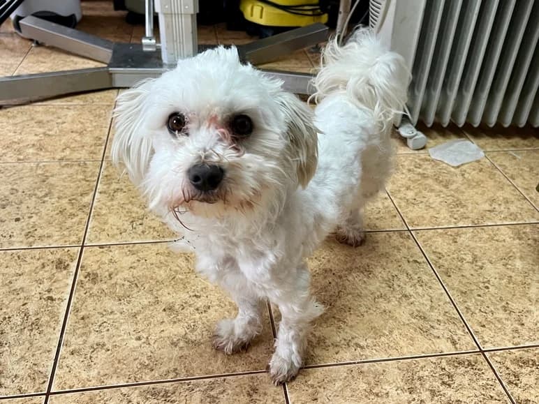 Yeti, male 3yo Mixed Breed for adoption at Ein Herz für Streuner e.V., München