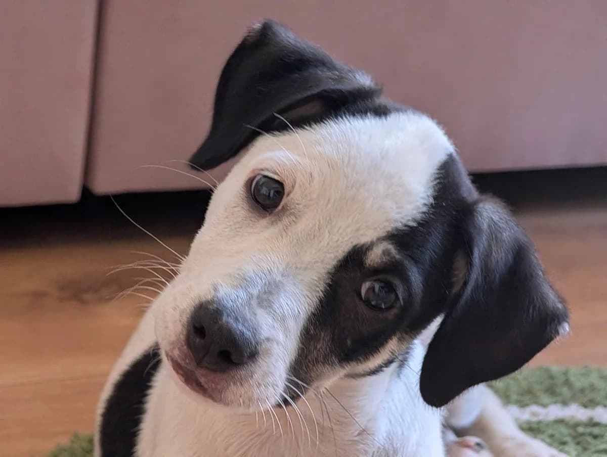 Yin, female puppy Mixed Breed for adoption at Ein Herz für Streuner e.V., München