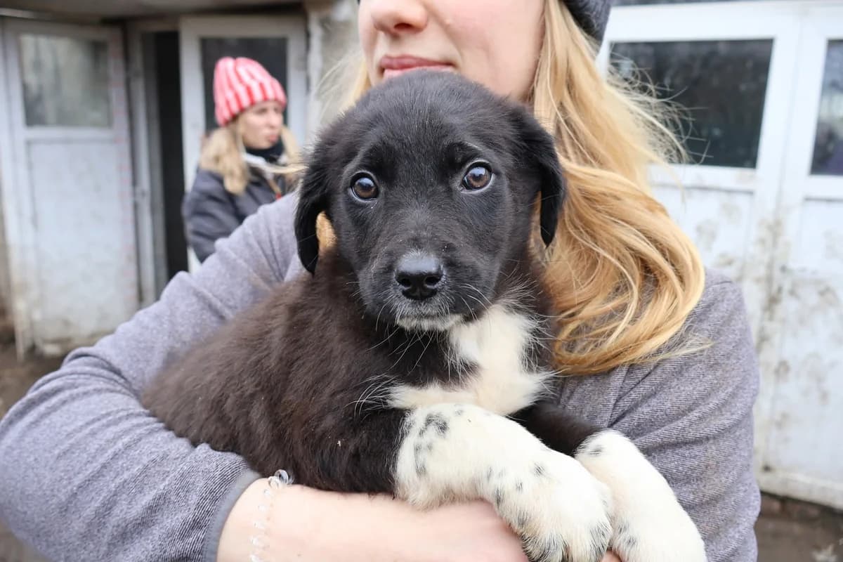 Yiska, weiß female puppy Mixed Breed for adoption at Ein Herz für Streuner e.V., München