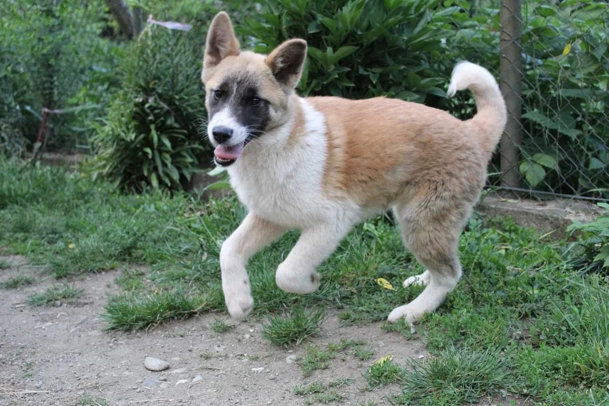 Ylva, young Mixed Breed for adoption at Ein Herz für Streuner e.V., München