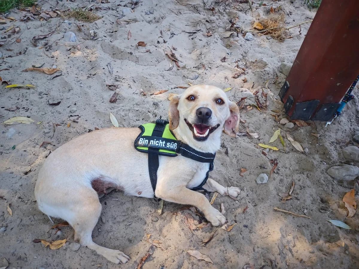 Ylva, female 5yo Mixed Breed for adoption at Ein Herz für Streuner e.V., München