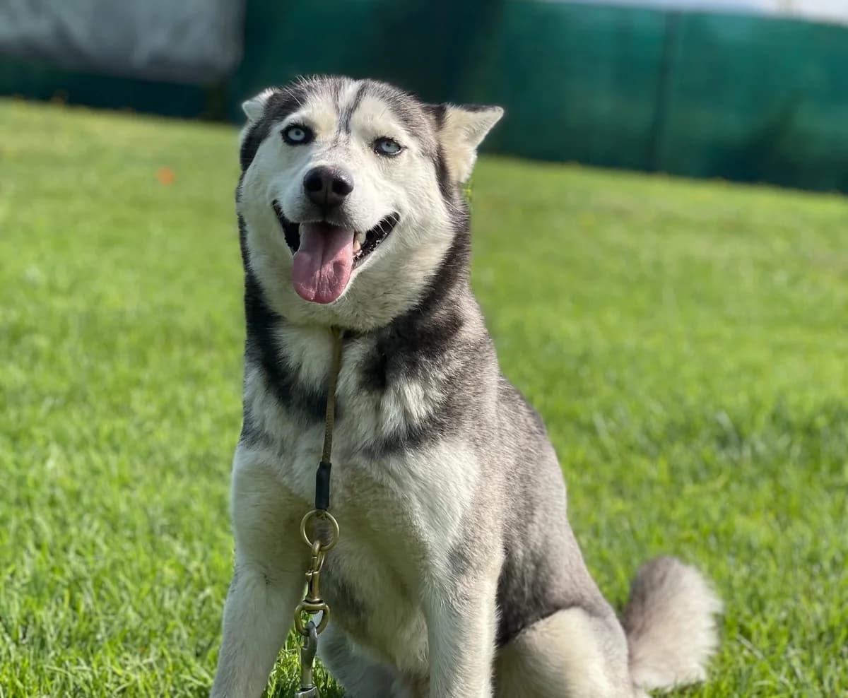 Ylva, female 5yo Mixed Breed for adoption at Ein Herz für Streuner e.V., München
