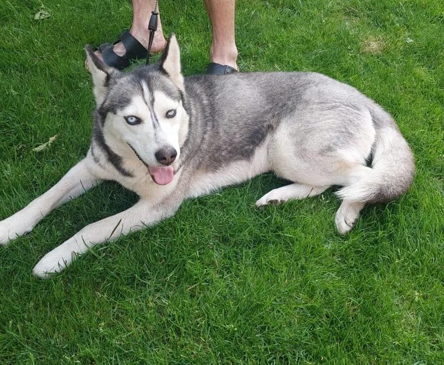 Ylva, female 5yo Mixed Breed for adoption at Ein Herz für Streuner e.V., München