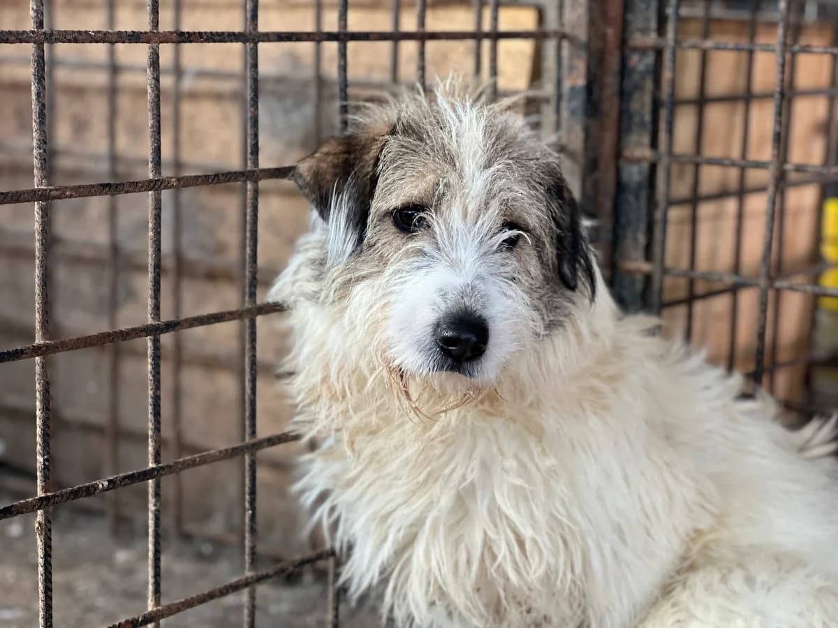 Ylvi, weiß female young Mixed Breed for adoption at Ein Herz für Streuner e.V., München