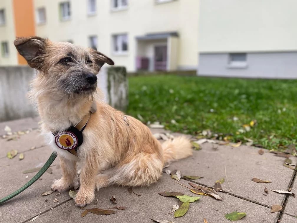 Ylwie, female puppy Mixed Breed for adoption at Ein Herz für Streuner e.V., München