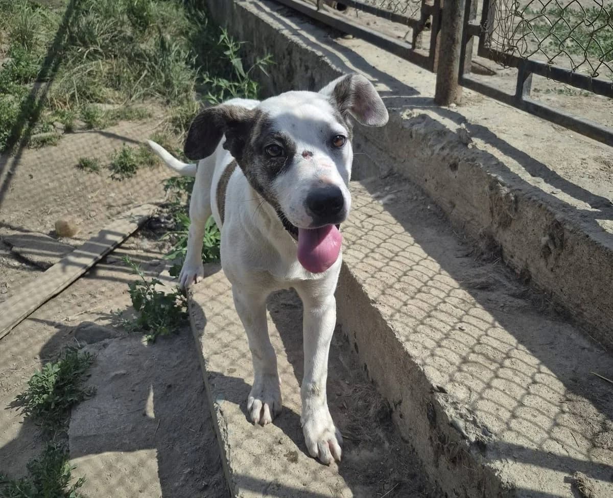 Ylwie, female puppy Mixed Breed for adoption at Ein Herz für Streuner e.V., München