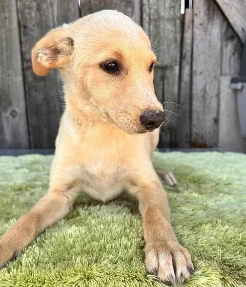Ynez, puppy Mixed Breed for adoption at Ein Herz für Streuner e.V., München